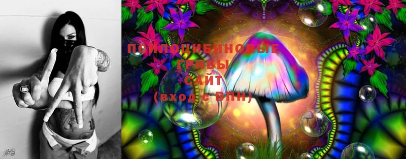 Галлюциногенные грибы Cubensis  Почеп 